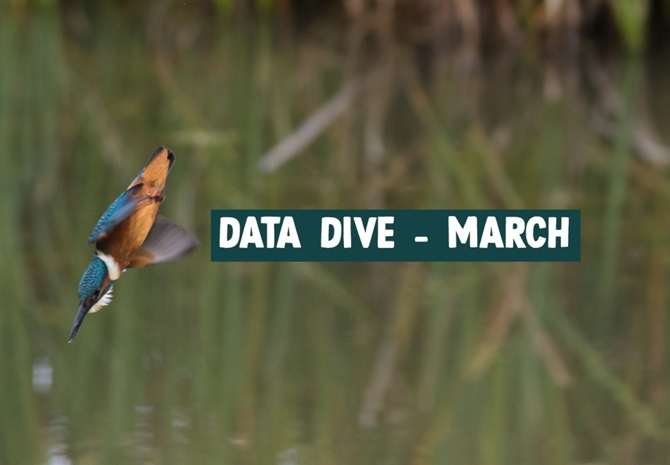 Data Dive - March