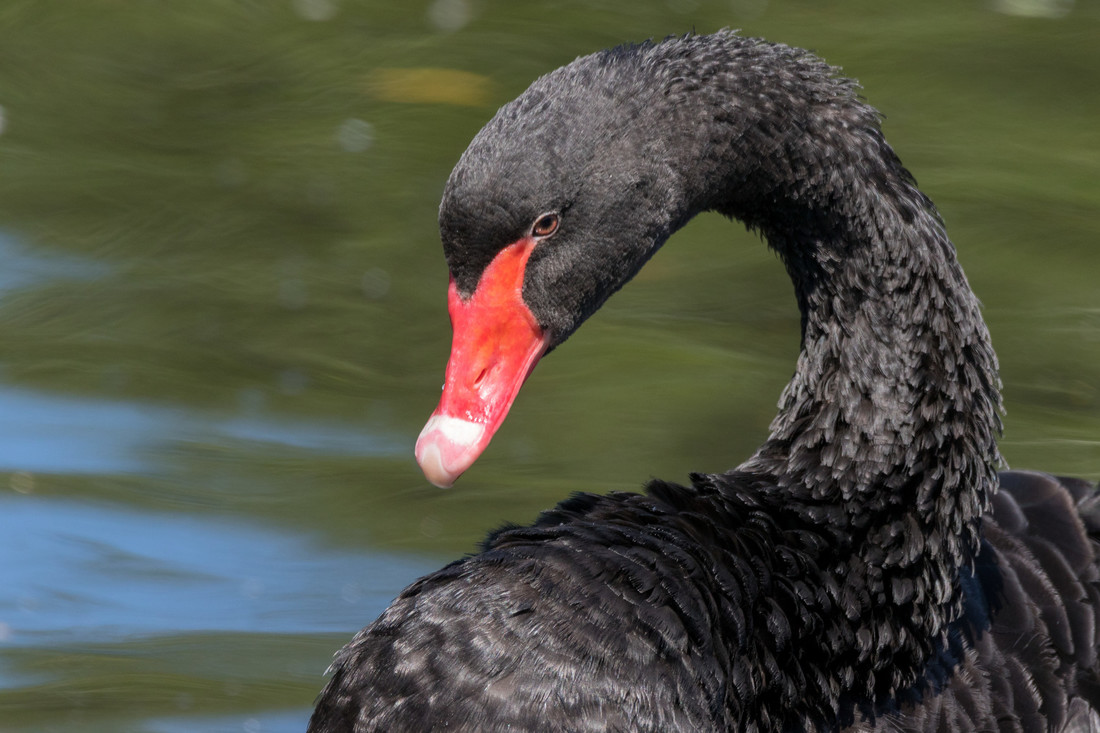 February bird of the month: Black Swan