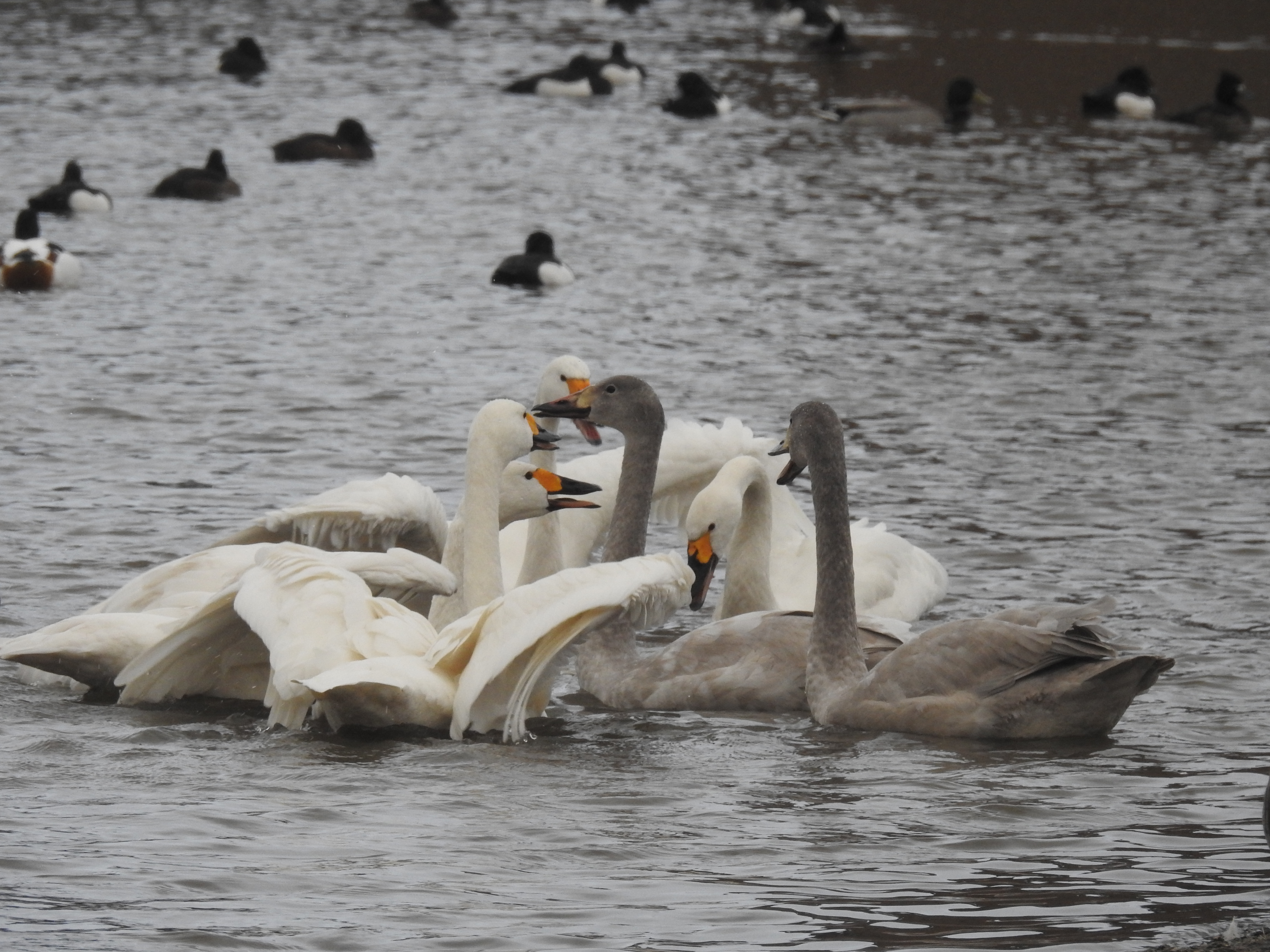 A group of white adult Bewick's swans and grey cygnets with beaks open and wings flapping on murky water