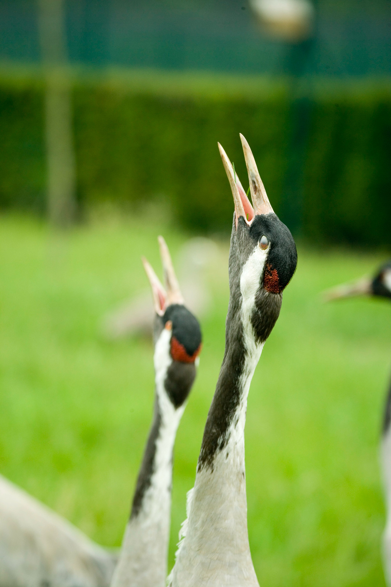 View: Birds and beaks