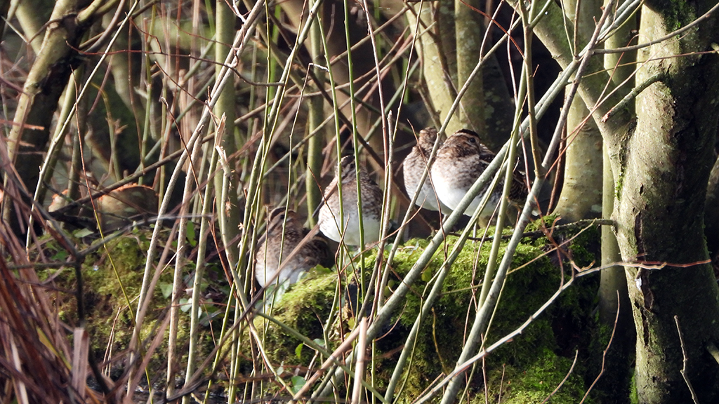four birds with long beaks sit on moss covered branch near the ground hidden by thin branches.