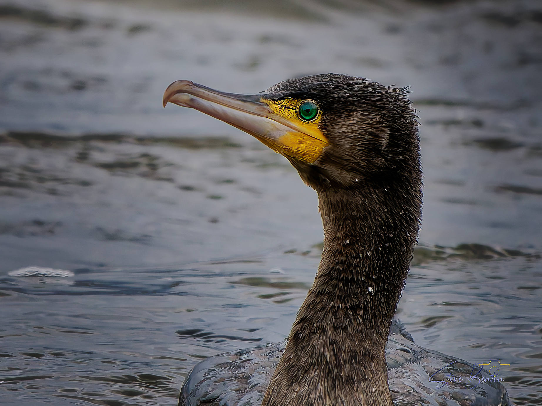 Flashy Cormorants, flighty Lapwing flocks, and a good dash of raptors in the mix