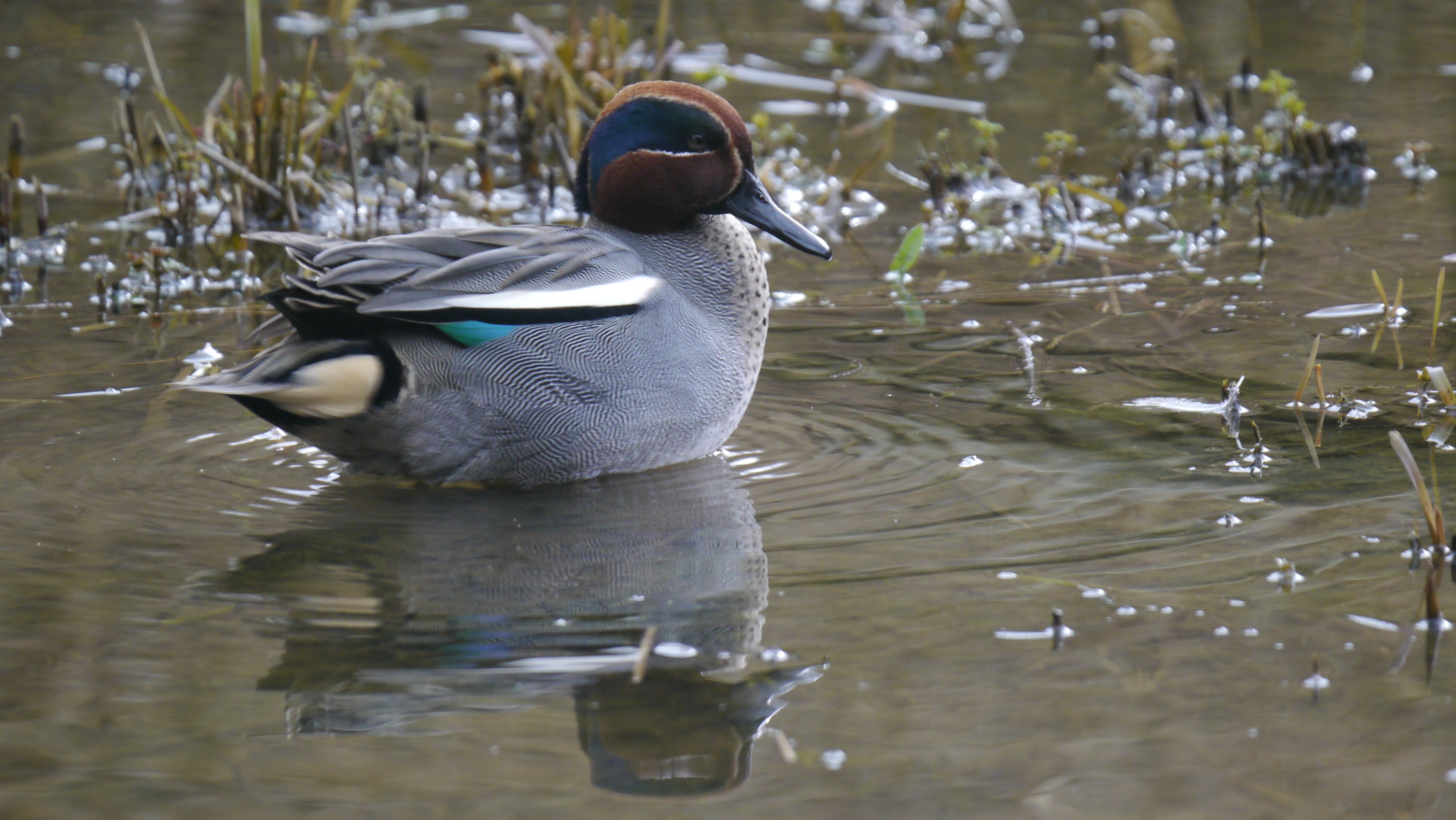 Sightings and news to week ending 15 February 2026