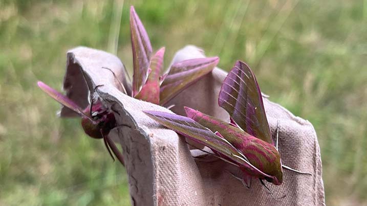 Three elephant hawk moths on a cardboard box