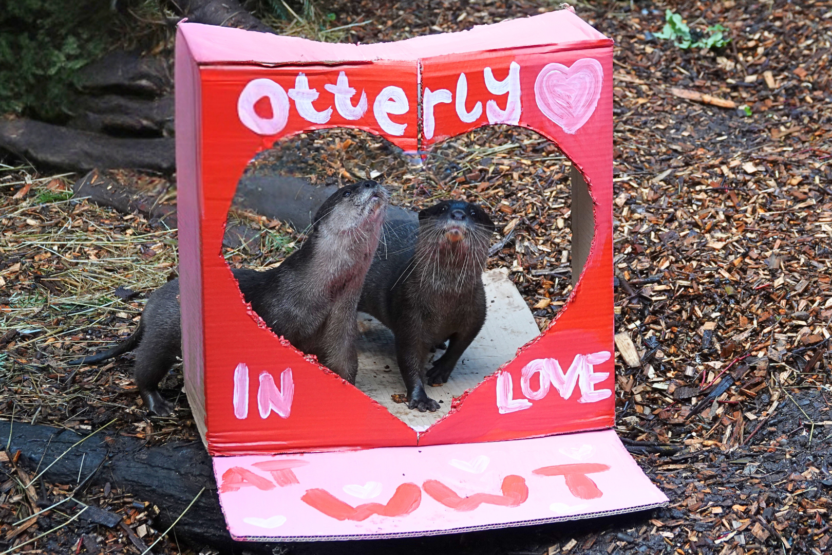 Otterly in Love: WWT London Wetland Centre’s Otters Celebrate Valentine’s Day