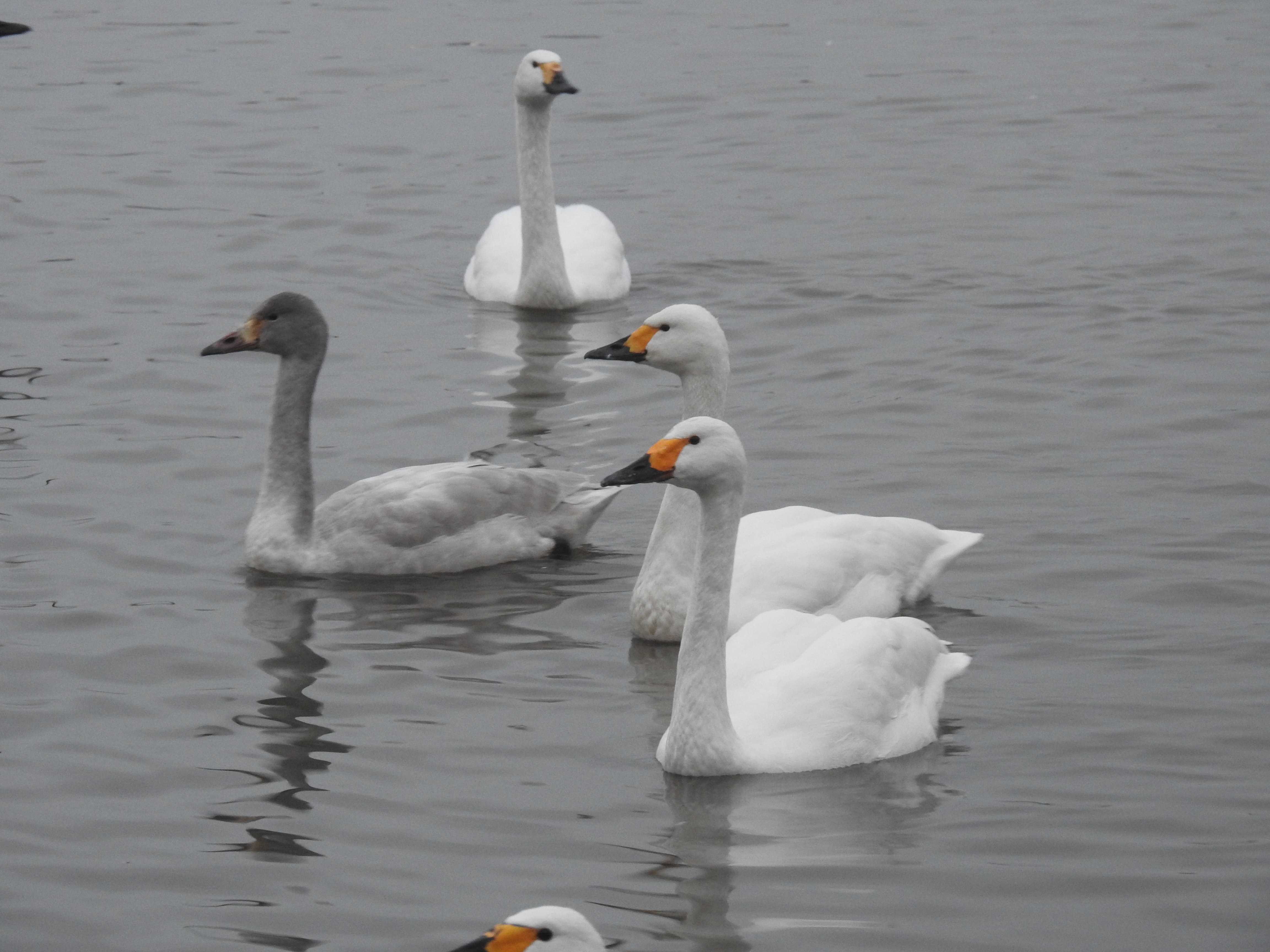 Two white Bewick's swans and one grey cygnet swimming on calm water