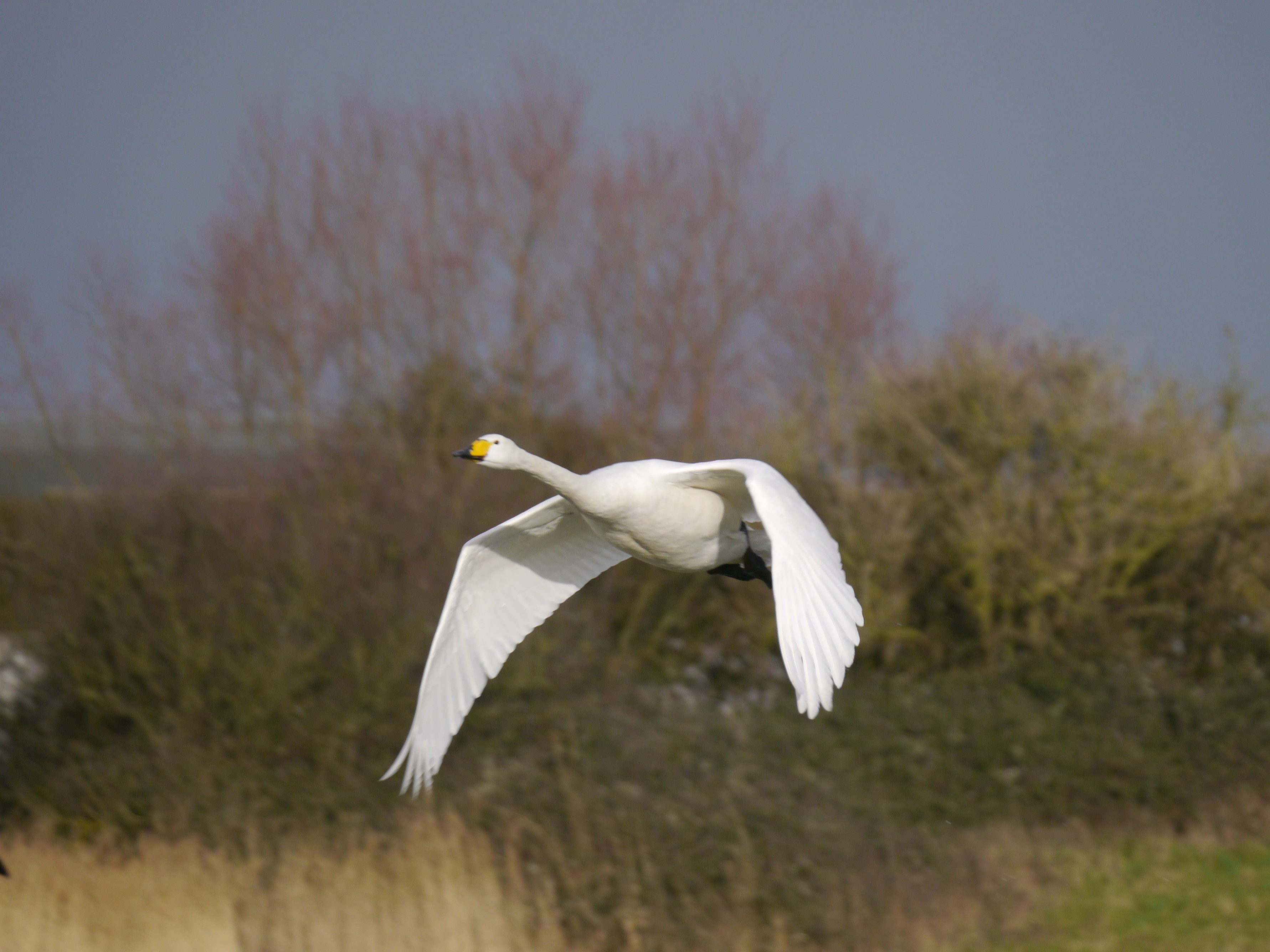 Sightings and news to week ending 22 February 2026