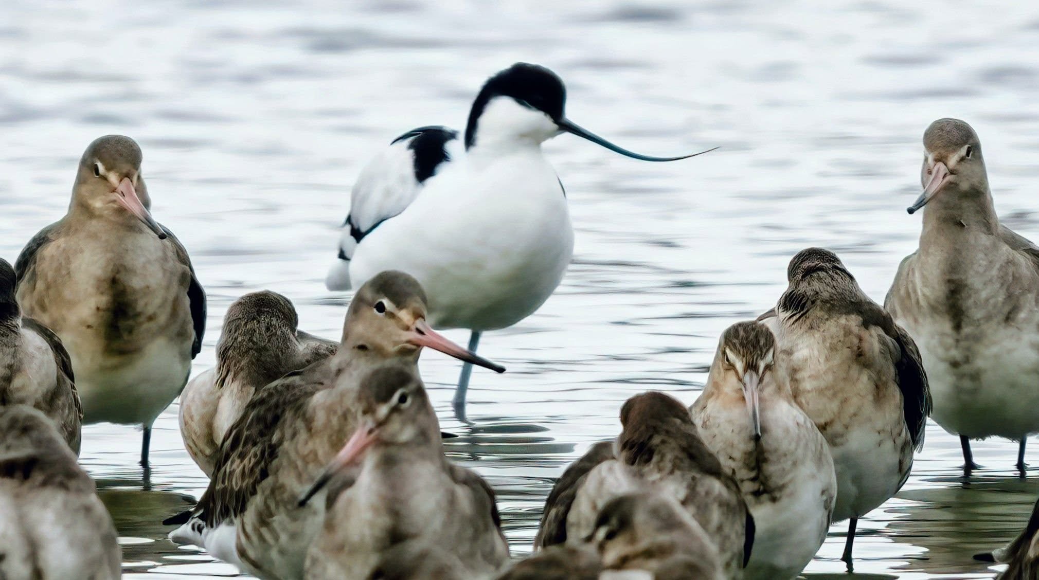 Wildlife Sightings 15/04/26