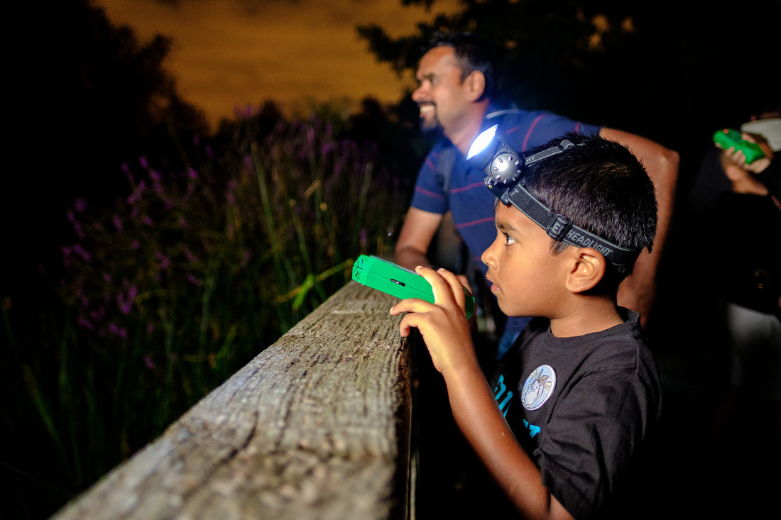 View: Junior Bat Walks