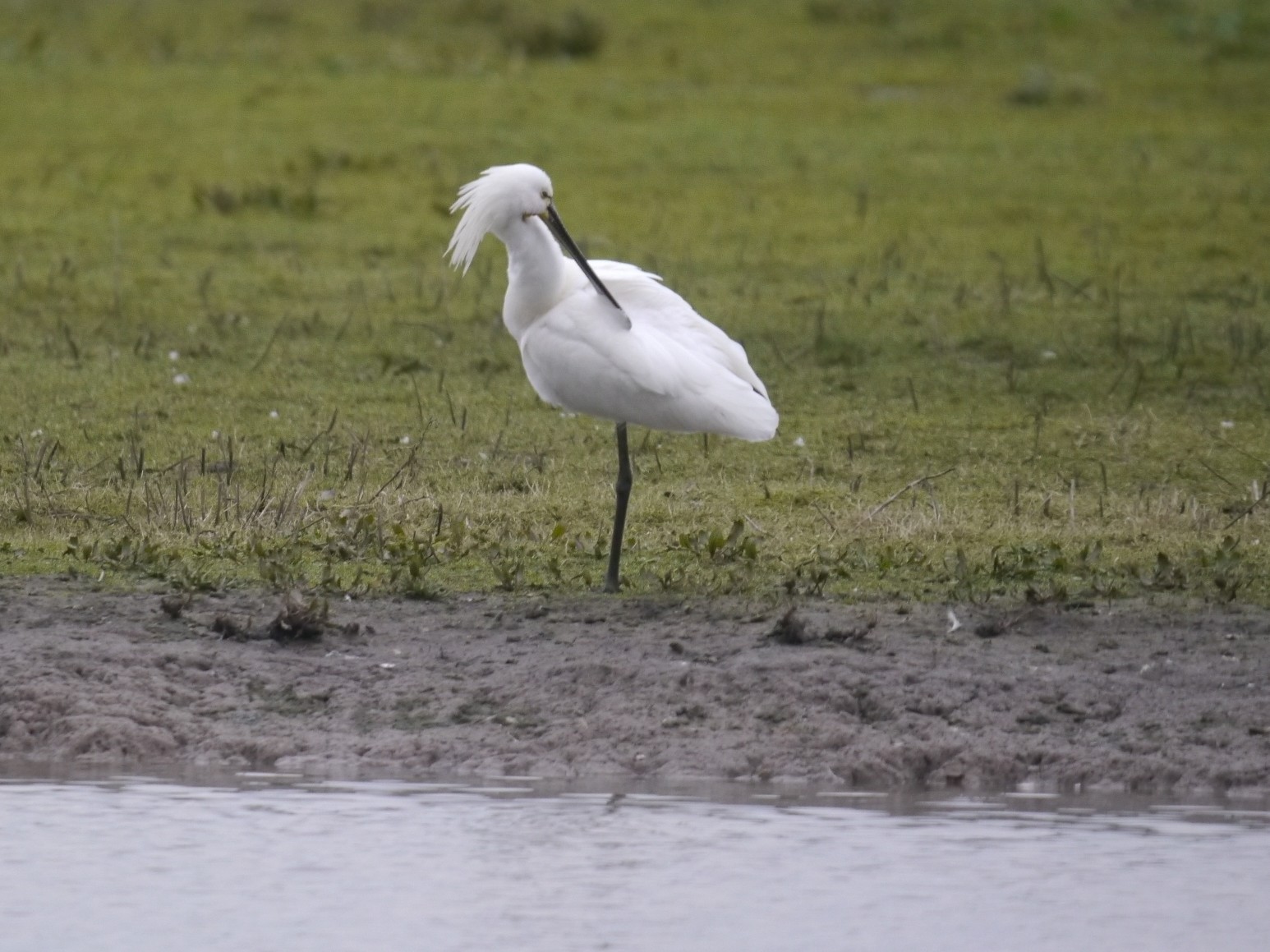 Sightings and news to week ending 8 March 2026