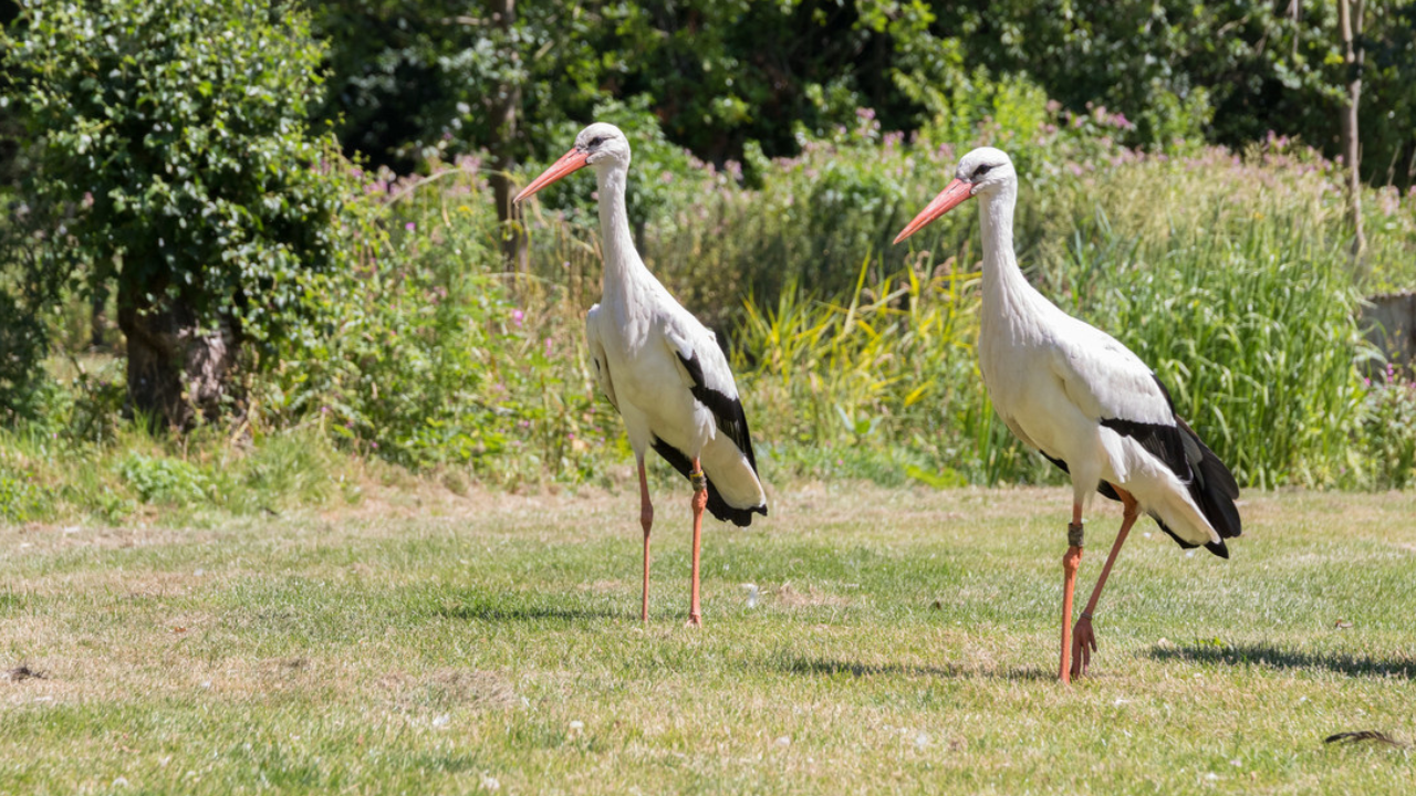 Discover Migratory Birds with Walks and Talks