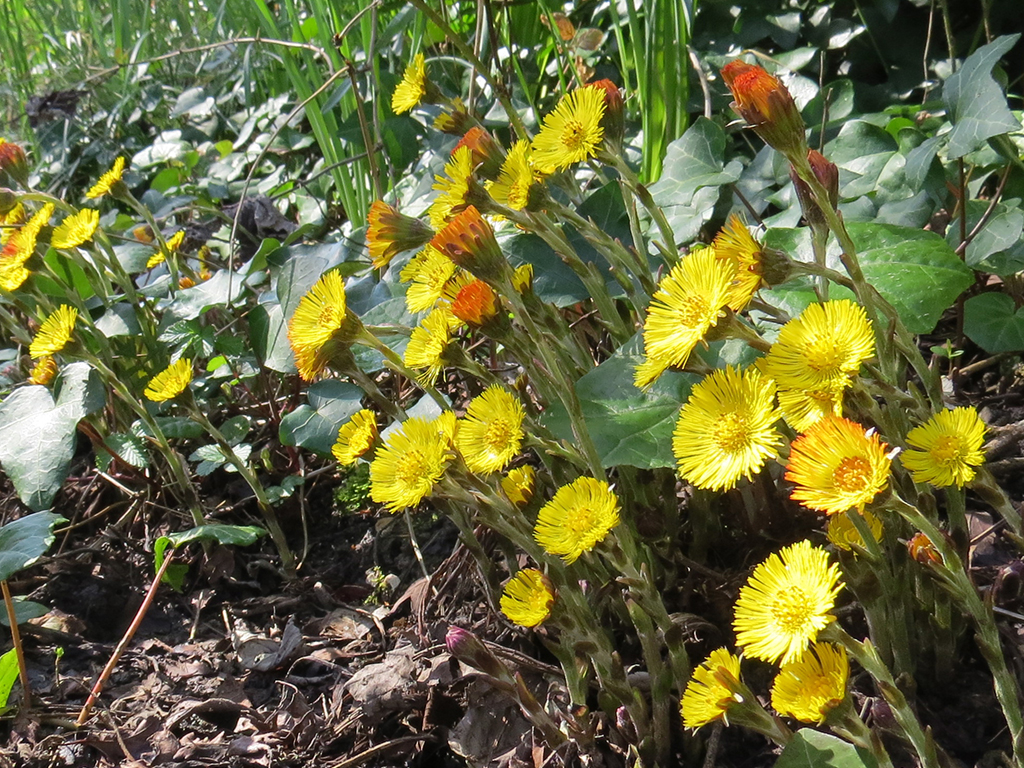 Flowers with fringed petals bend toward sunlight