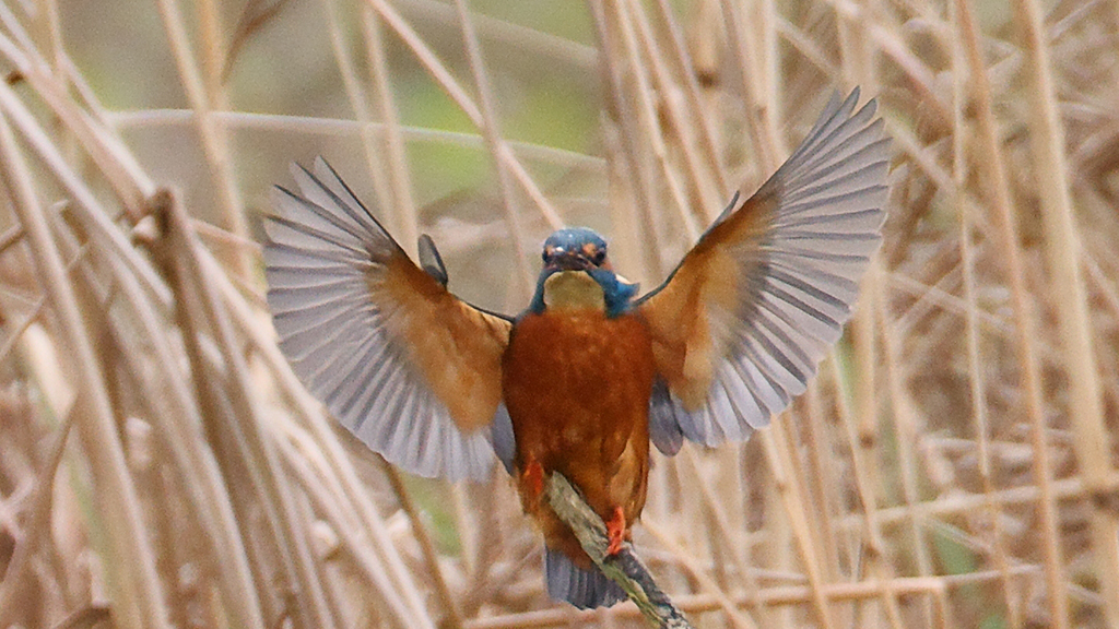 Wild Signs of Spring at WWT Arundel