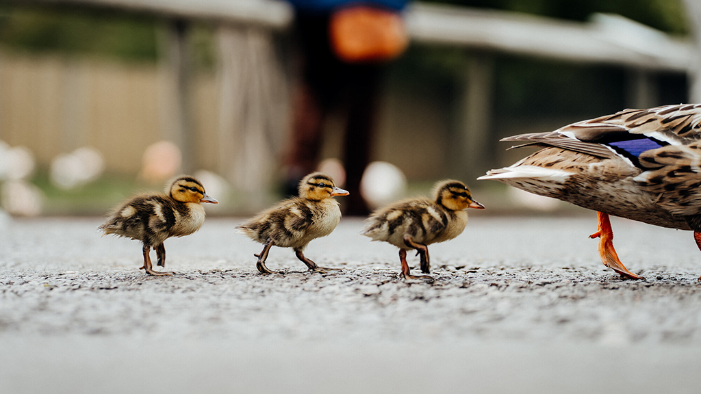 Mallard ducklings, coot chicks and goslings on the wet grassland