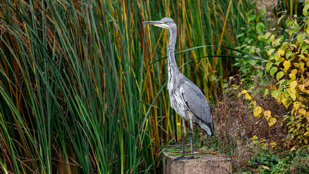 Wetland species to spot in your city