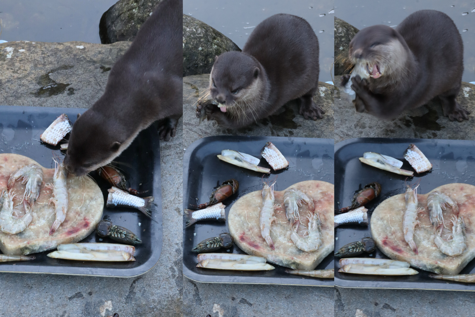 Shrimply the Best: Tod the Otter Turns 10 at WWT London Wetland Centre