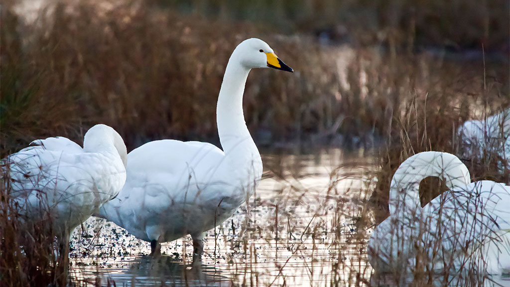 Winter Stories from WWT’s Wetland Reserve