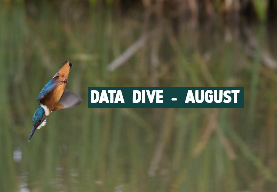 Data Dive - August
