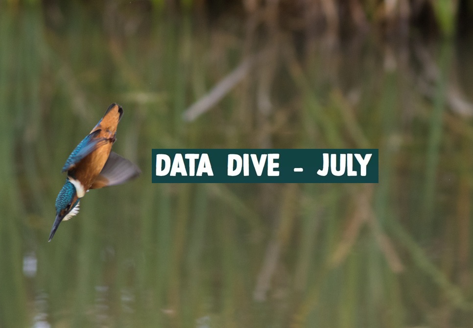 Data Dive - July