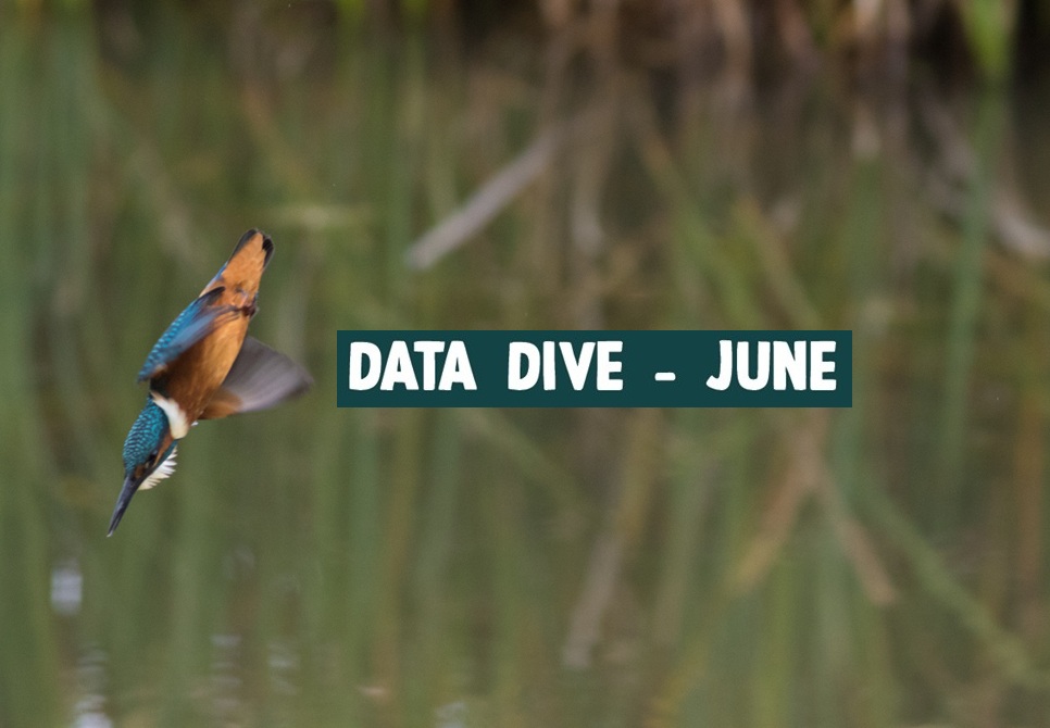 Data Dive - June