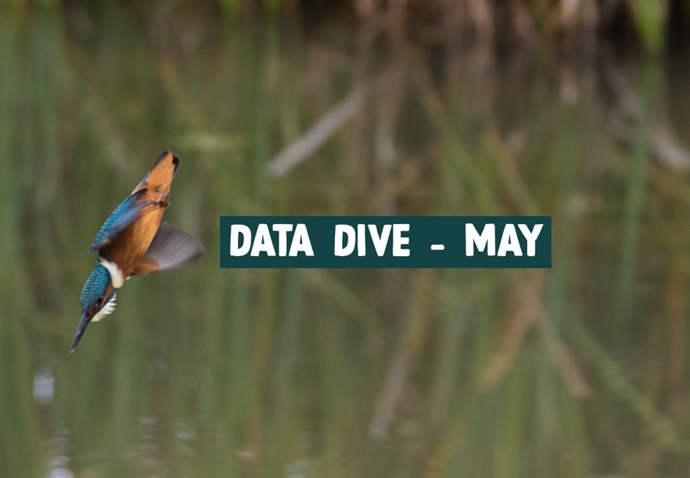 Data Dive - May