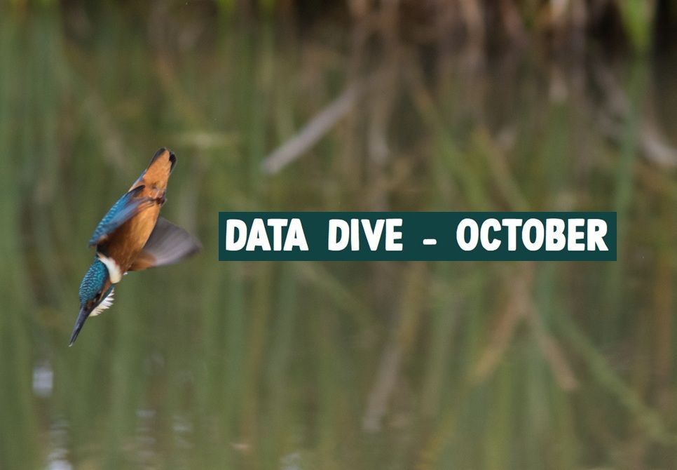 Data Dive - October
