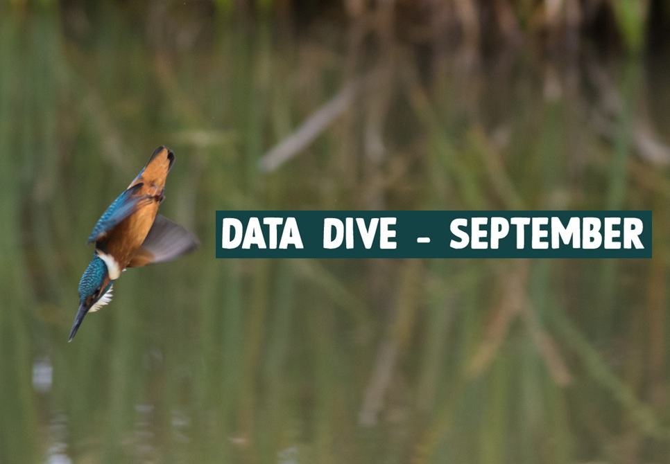 Data Dive - September