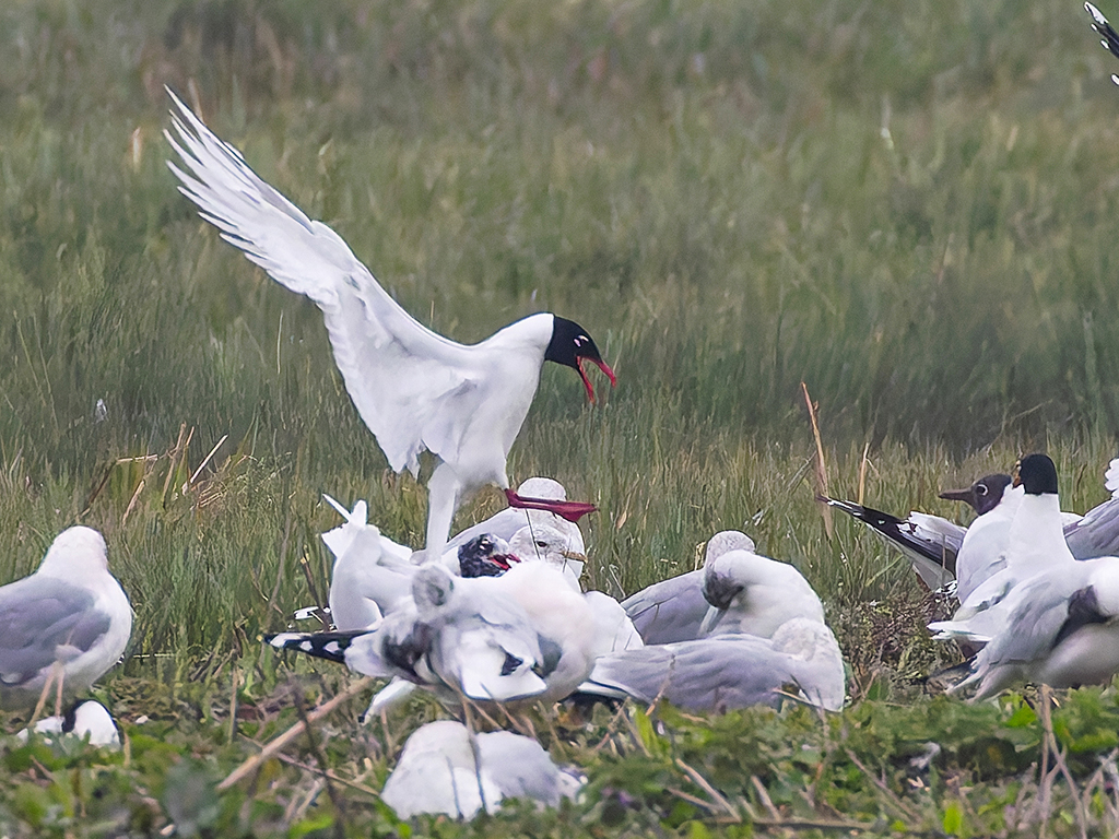 gulls flapping on the grass