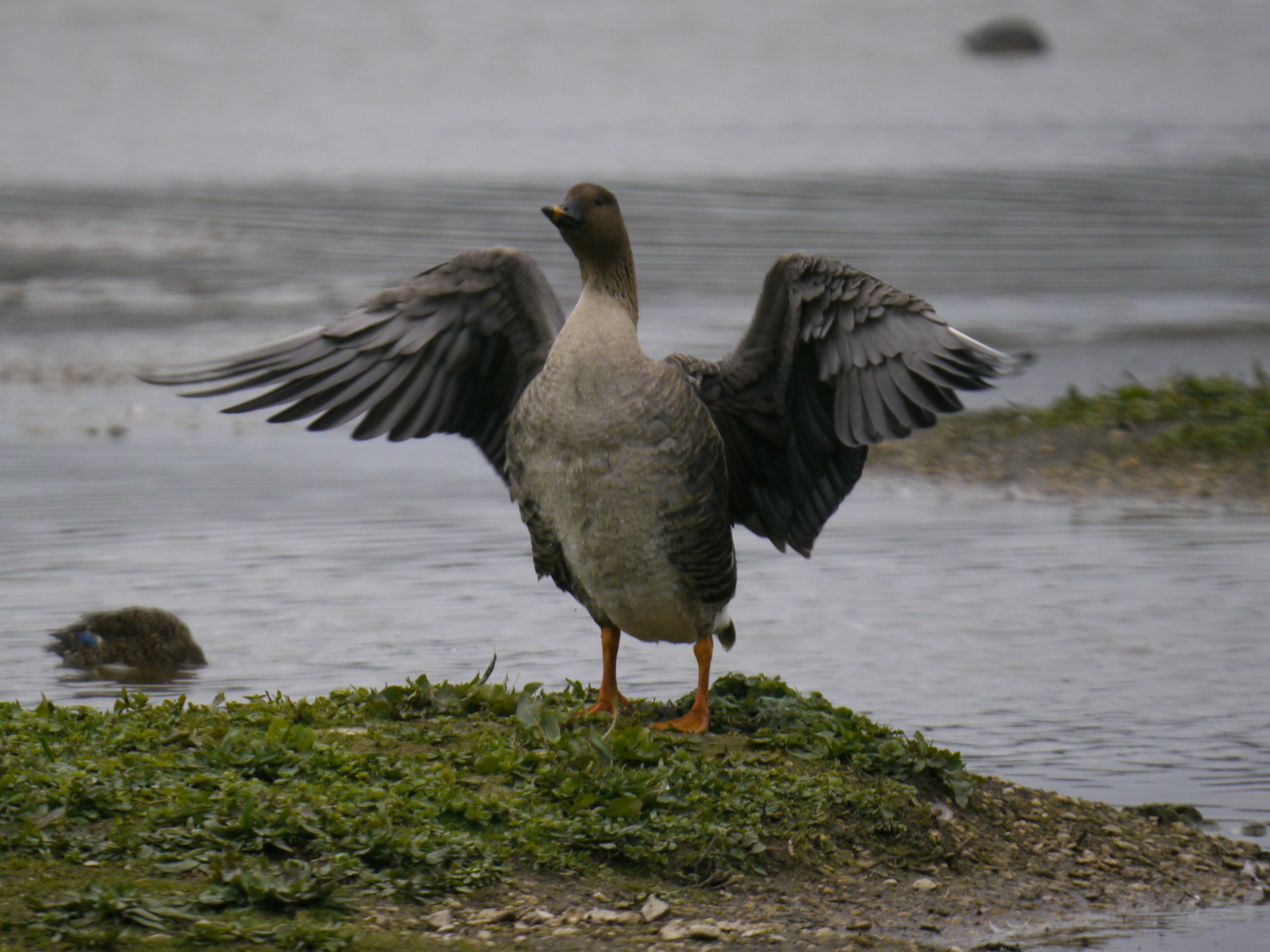 Sightings and news to week ending 22 March 2026