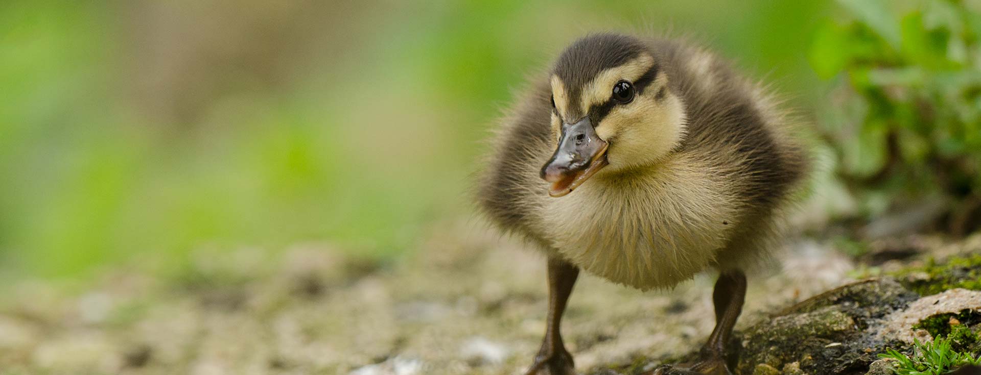 Wildlife Sightings - 16/03/26