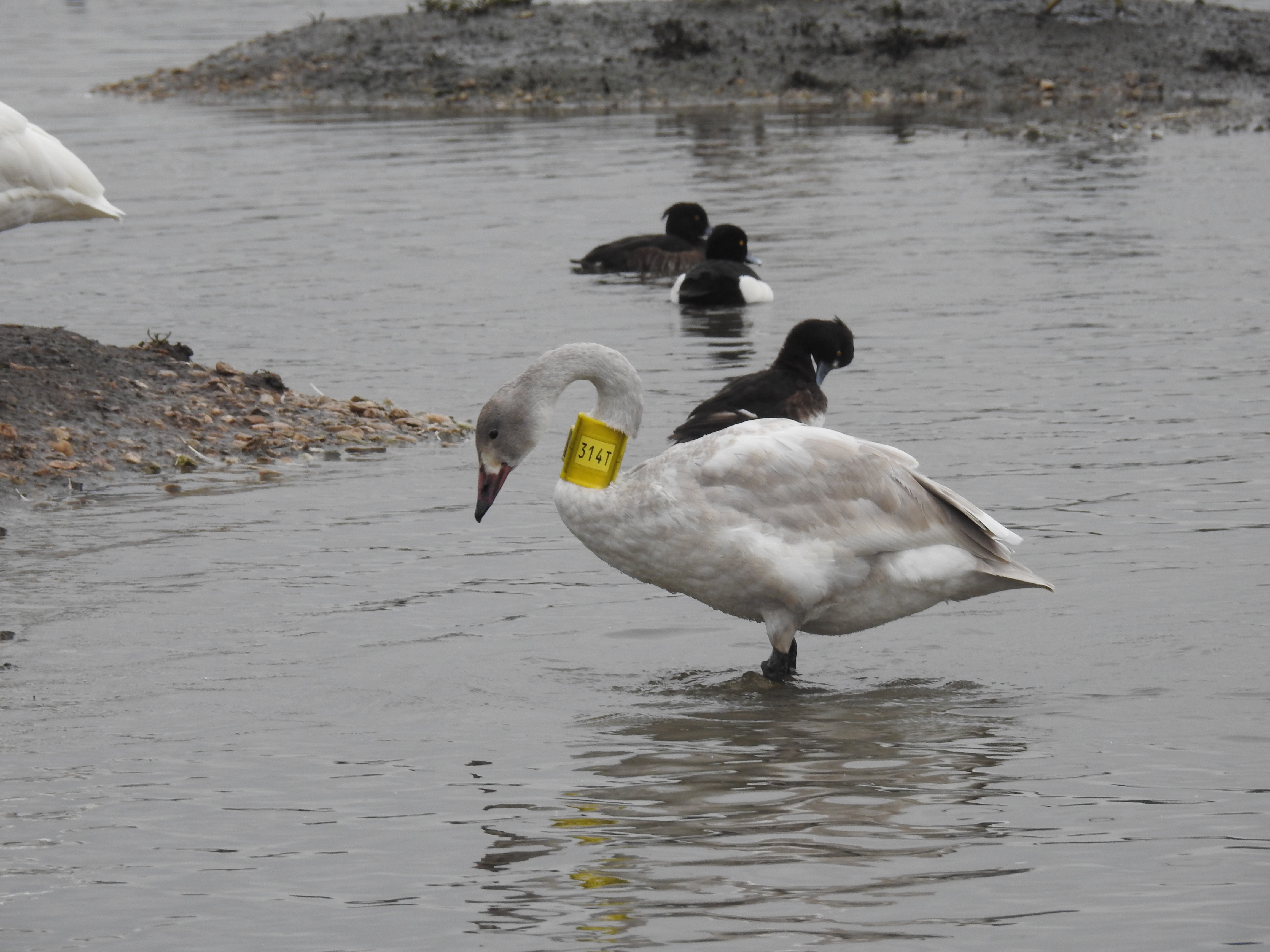 Aggi the Bewick's swan cygnet stood in shallow water wearing a yellow neck collar with 314T on the side