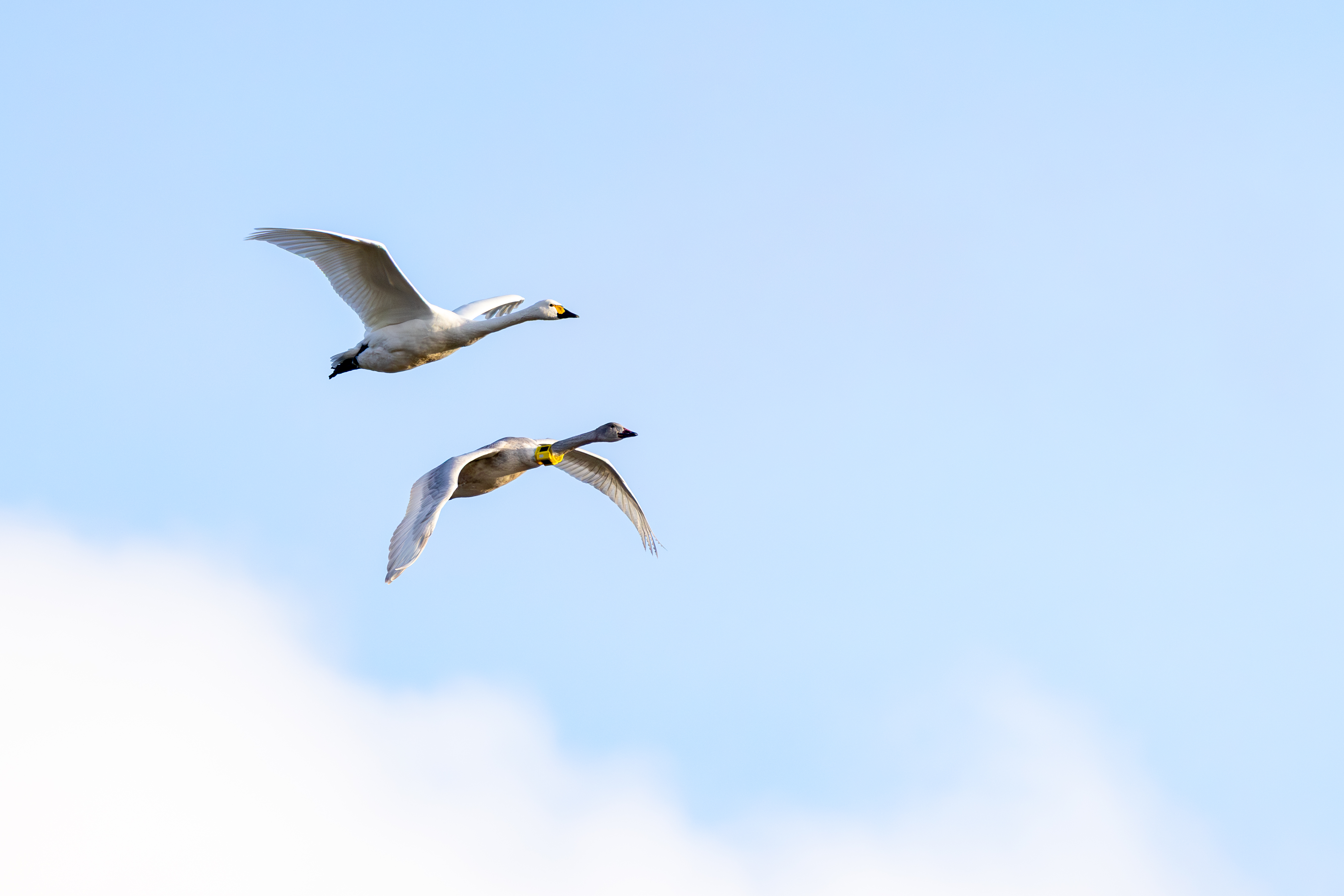 Two Bewick's swans in flight