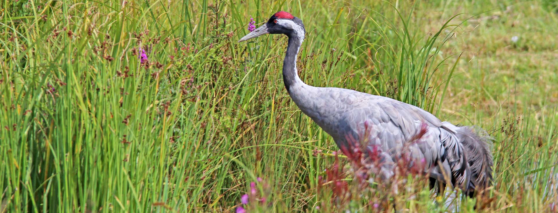 Wildlife Sightings - 18/03/26