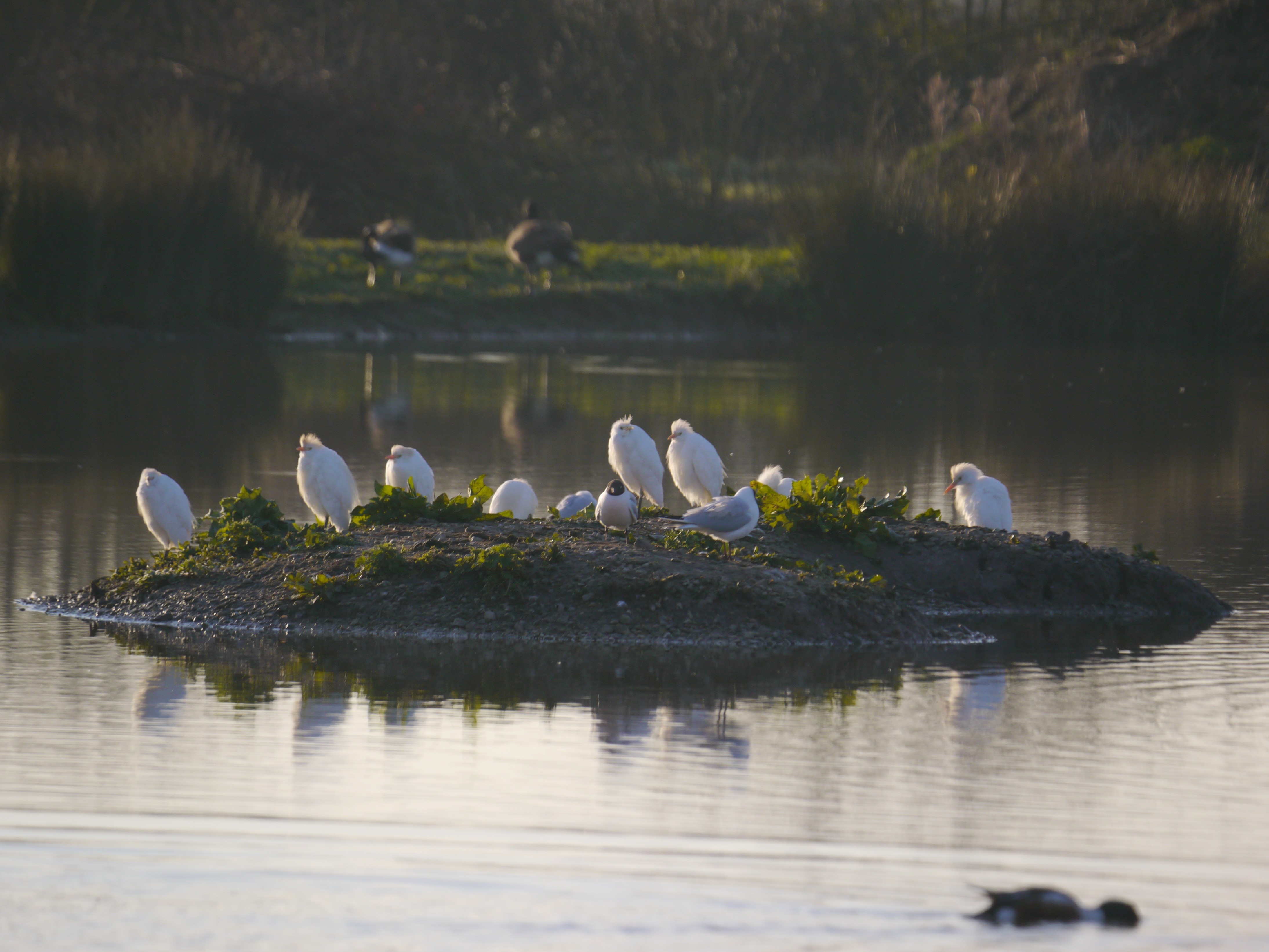 Sightings and news to week ending 5 April 2026