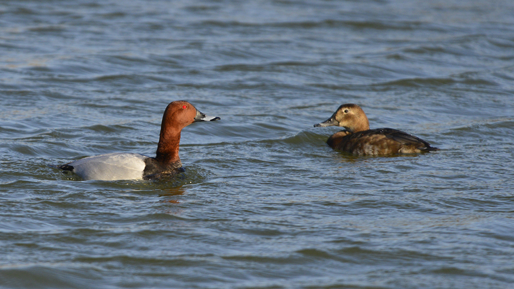Plenty of pochards, displaying lapwing  and mallard ducklings