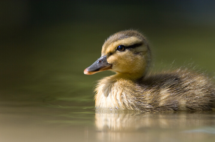 Cracking Easter Adventures Await at WWT Castle Espie