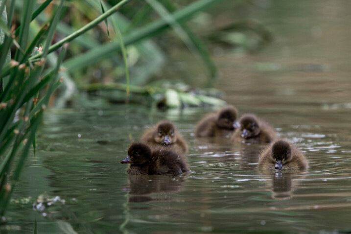 View: Bird Watch Morning