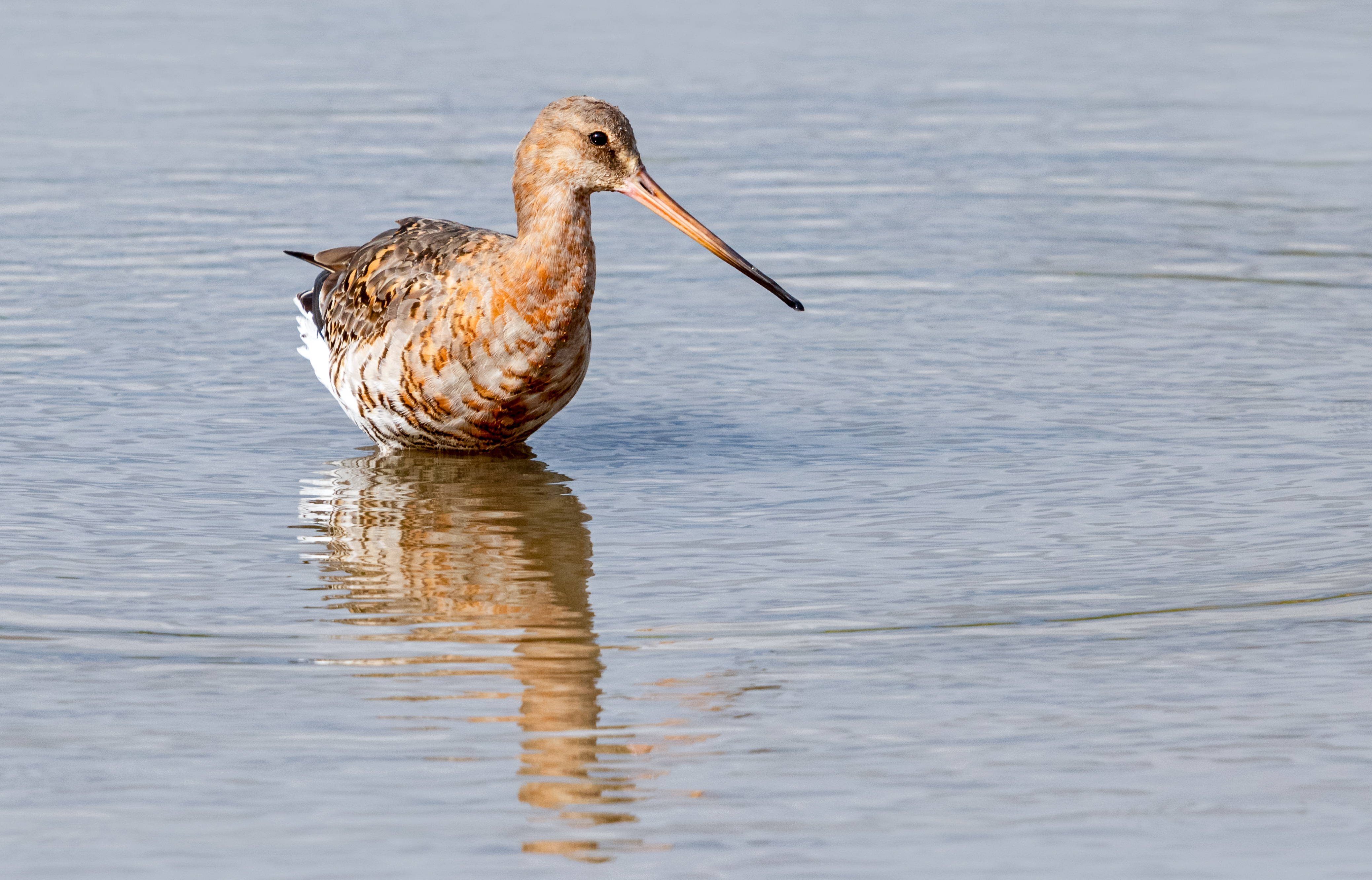 Birding for Beginners