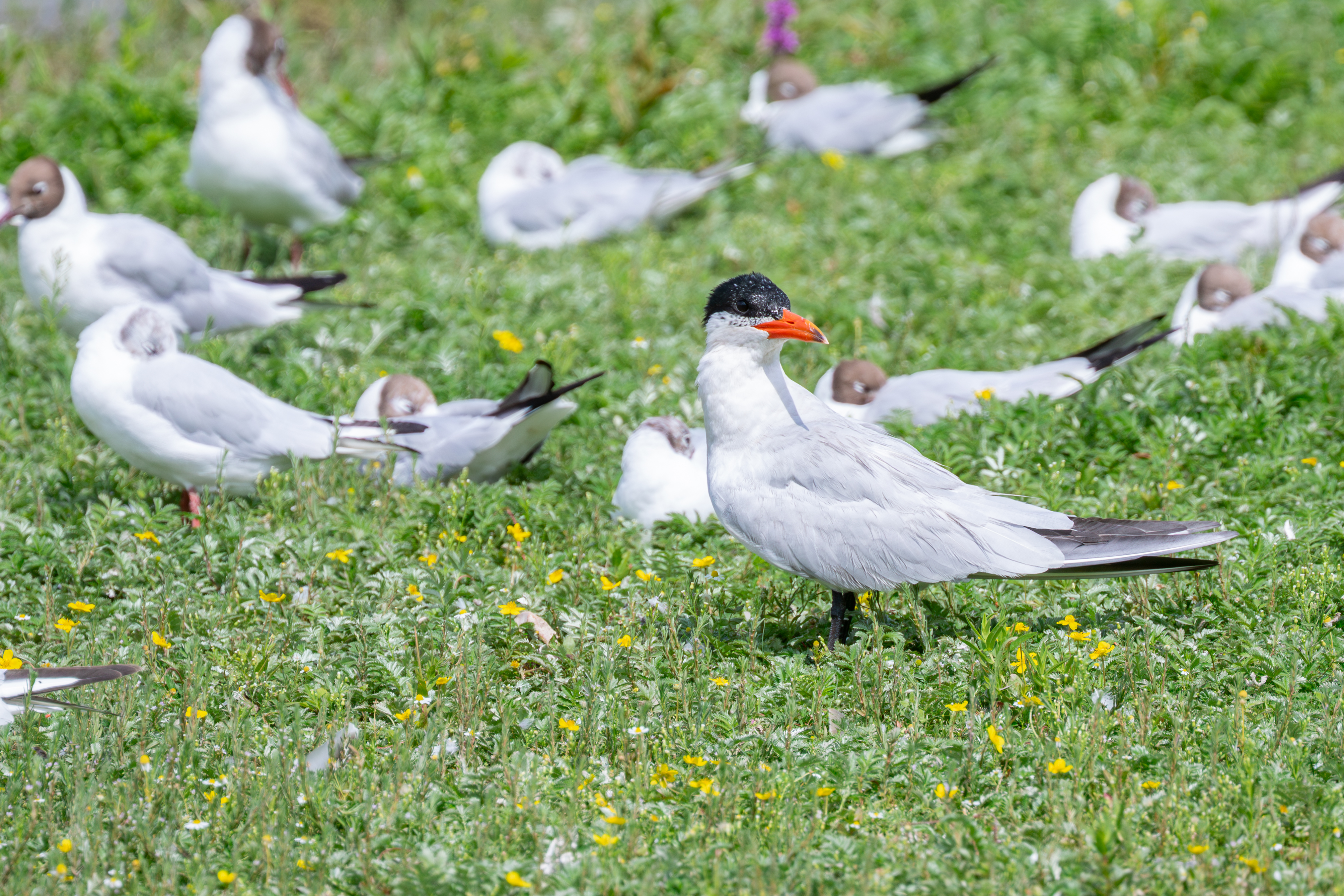 Guided Birdwatch Walk
