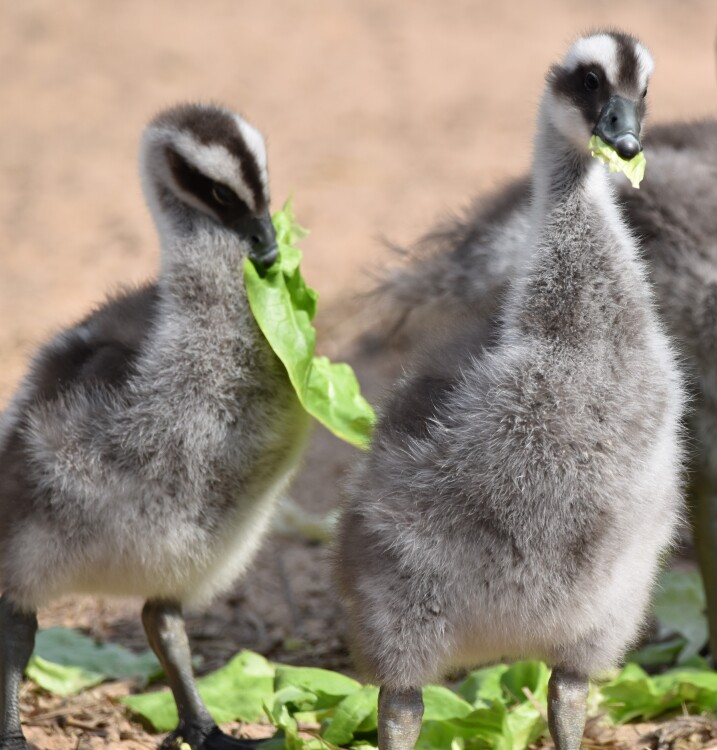 Two cape barren goslings eating some lettuce at Martin Mere
