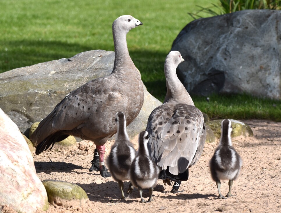 April bird of the month: Cape Barren Goose (cereopsis novaehollandiae)