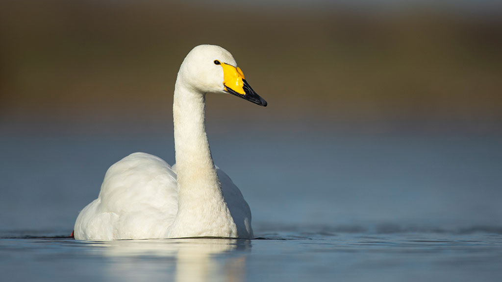 Time is almost up for toxic lead ammunition