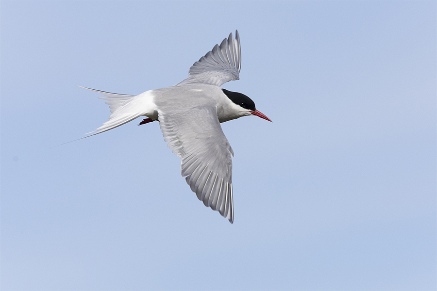 Arctic tern