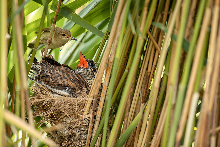 Common cuckoo