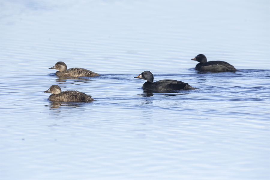common scoter duck