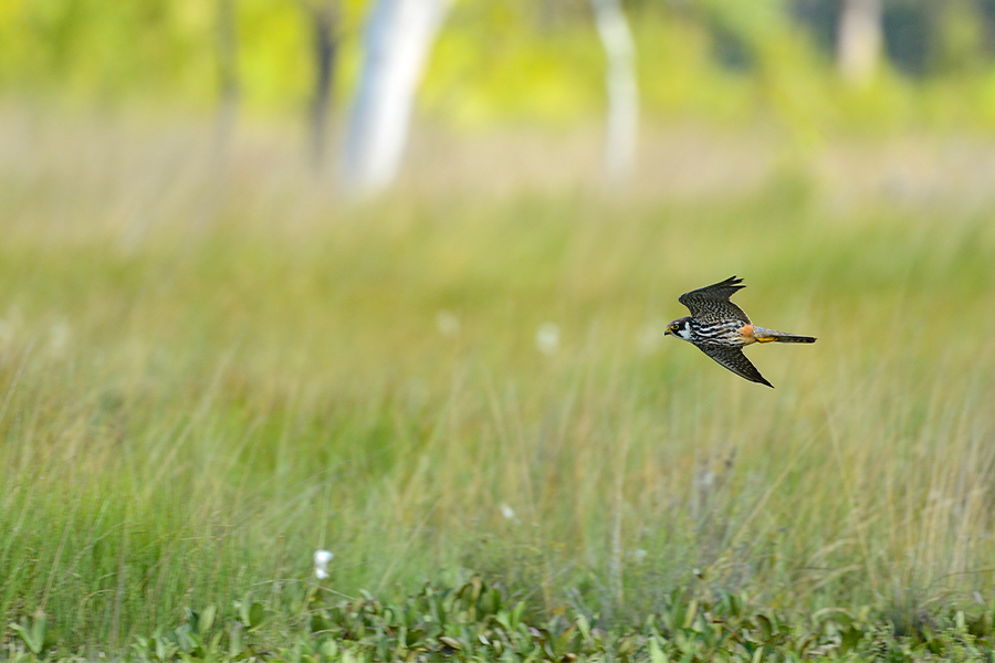 Hobby (Falco Subbuteo)