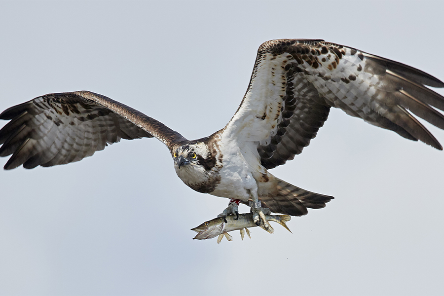 Osprey