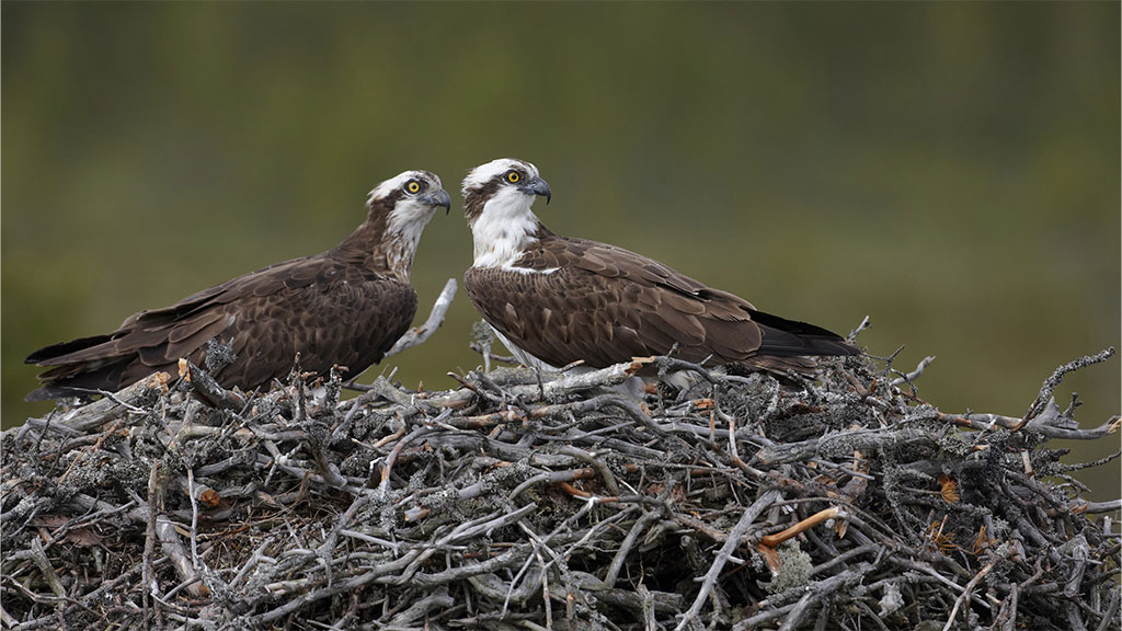 Which wetland birds migrate to the UK in spring?