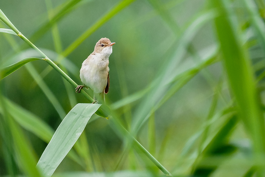 Reed warbler