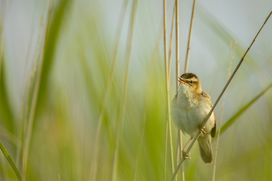Sedge warbler (Acrocephalus schoenobaenus)